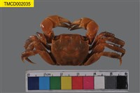 藏品(中型東方蟹)的圖片